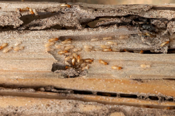 Bird Control in Scottsburg, IN